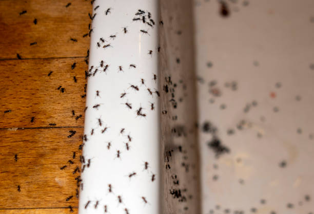 Best Residential Pest Control  in Northlakes, NC
