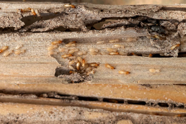 Best Rat Extermination Near Me  in Northlakes, NC
